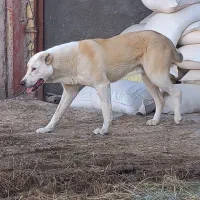 توله سگ آلابای