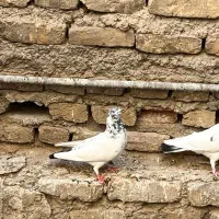کبوتر
