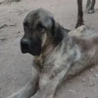سگ خراسانی درجه یک