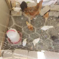مرغ رسمی کرچ با 8جوجه