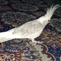 فروش عروس نر