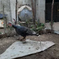 فروش بوقلمون یک ساله و ۵ ماهه