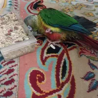 گیرینچیک گمشده مشکین دشت