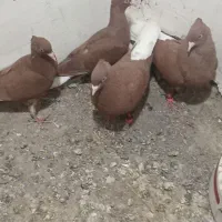 کبوتر جفت گیری