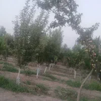 باغچه ۱۰۰۰متر دشت بهشت  احمد اباد موستوفی