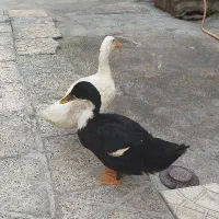 اردک