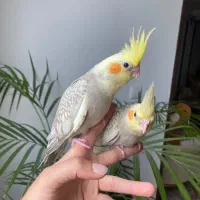 جوجه عروس هلندی  گل باقالی