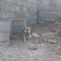 سگ گرگی