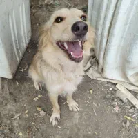 سگ نگهبان گیرنده