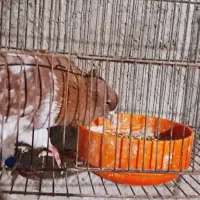 کبوترنرگرگی همه چی تمام