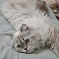 گربه نر ۹ ماهه