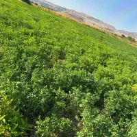 زمین مناسب باغ و‌ویلا