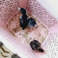 جوجه لاری اصل یک ماه