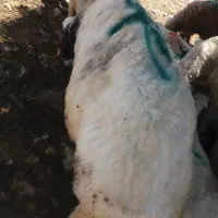 فروش
