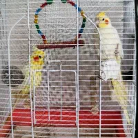 فروش عروس هلندی