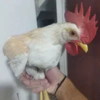 خروس جوان
