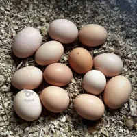 تخم مرغ نطفه دار