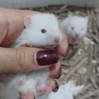 بچه همستر های جذاب
