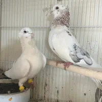 کفتر بلژیکی کبوتر سینه فر نقره ای