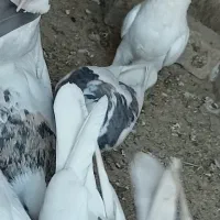 کفتر|پرنده|گناباد, |دیوار