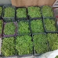 غوره تازه دریژان
