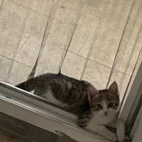 پت خانگی گربه dsh