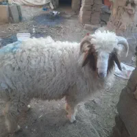 گوسفند نر