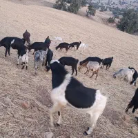 فروش حیوان