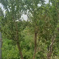 علف باغ ۲۰۰۰ متر الوند