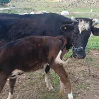 گاو با گوساله