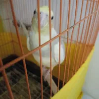 عروس سخنگو