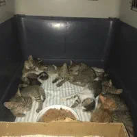 به دنبال سرپرست برای بچه گربه