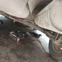 جوجه پلاکی