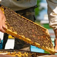 عسل طبیعی