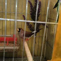 فنچ ماسکت