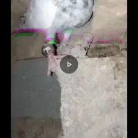 ۱۴۰۰|پرنده|گرمخان, |دیوار