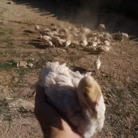 جوجه بوقلمون بیوتی سفید