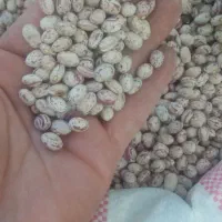 فروش لوبیا چیتی خمین