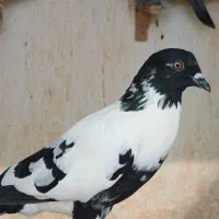 ابلق سیاه افغانی