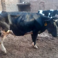 گاو ۳ماه اوستن ۱۸ کیلو شیر میده