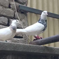 کبوتر طوقی ۵جفت