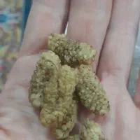 توت خشک