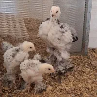 جوجه برهما لایت وارداتی اصلاح نژاد شده