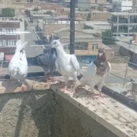 کفتر|پرنده|قروه, |دیوار