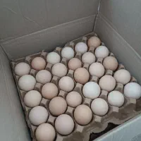 تخم مرغ محلی