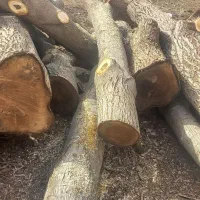 چوب|خدمات باغبانی و درختکاری|نورآباد, |دیوار