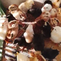 جوجه  یک روزه