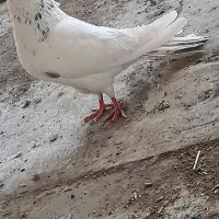 سفید چش نوک پر