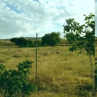 املاک-باغ