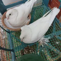 کبوتر